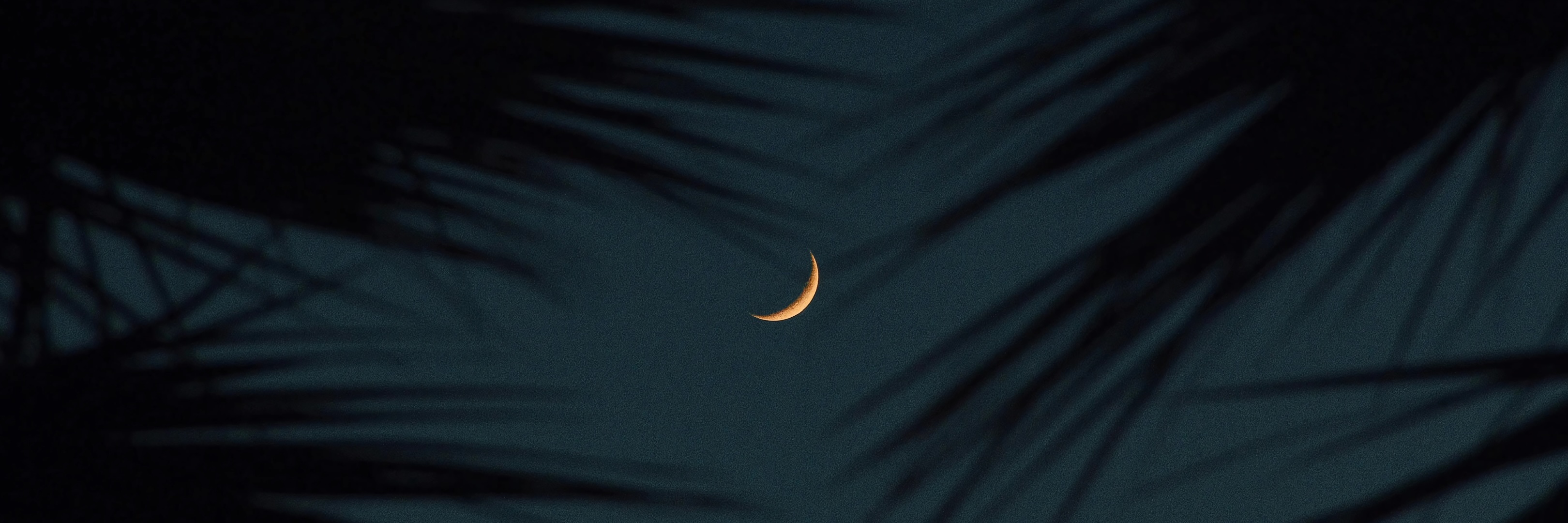 A serene crescent moon framed by palm tree shadows, evoking tranquility and introspection for ambient music